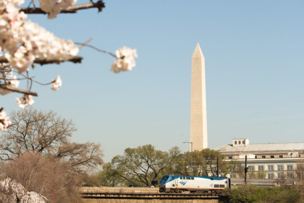 Cherry Blossoms in view with the Washington Monument.