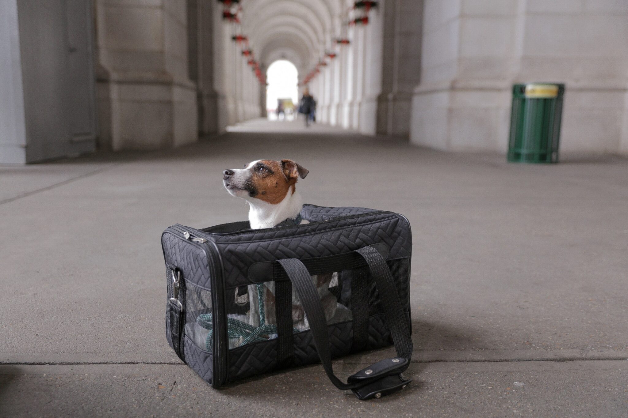 CarryOn Pet Program Available on Amtrak Pacific Surfliner Trains